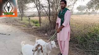 bakra mandi price / beatiful goats . 25 worlds most experience goats breeds top 5 most