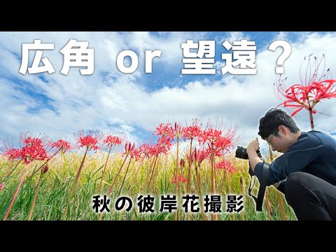 【あなたはどっち派？】14mm広角と200mm望遠を使っていざ秋の彼岸花撮影！！