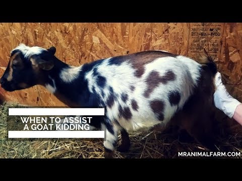 When To Assist A Goat Kidding