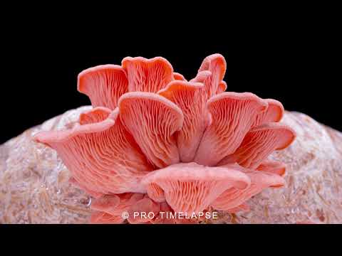 Growing Pink Oyster Mushrooms Time Lapse