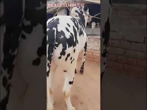 beautiful cow tiktok