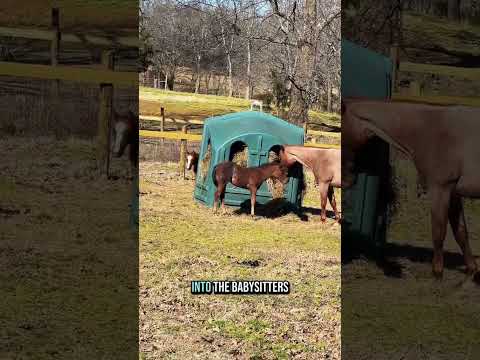 Baby horse has a babysitter! 🐴😍 This mare trusts another mare to watch over her foal—drama?!