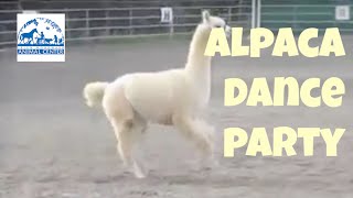 So Cute! Alpaca Prancing