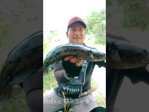 REKOR IKAN BUJUK BESAR #ikanbujuk #snackhead #predatorairtawar #mancingcasting