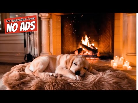 8 HOURS | Cozy Calm - Stress Relief Music for Dogs | Pet Relaxation Oasis