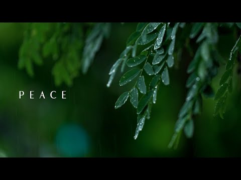 Peaceful Rain & Piano 🌧️ Calm Music for Stress Relief & Sleep