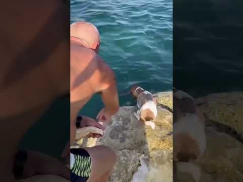 JACK RUSSELL CATCHING FISH #dogs