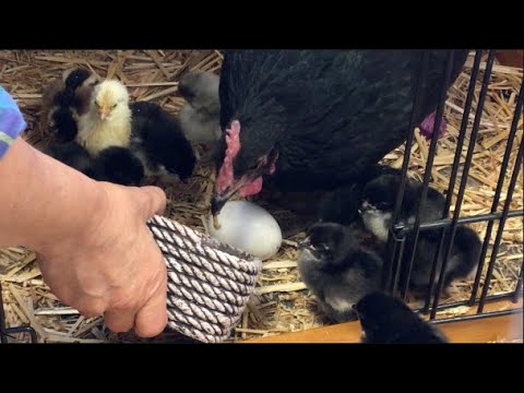 FARM ANIMAL SOUNDS FOR KIDS | Mother Hen teaches baby chicks to eat grain and worms