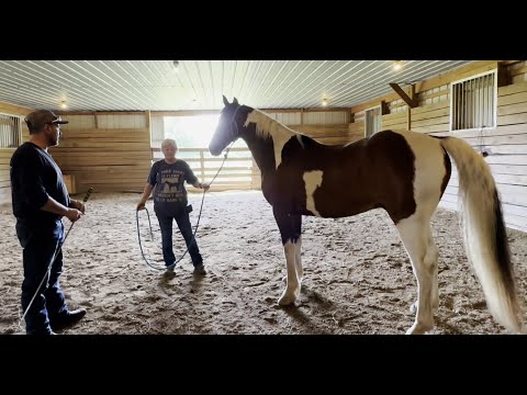 Horse with separation anxiety has become dangerous! Can I help?