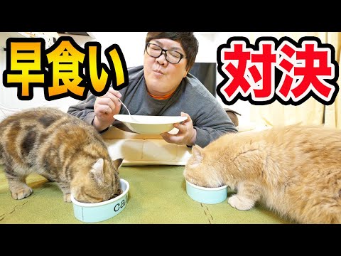 デカキンとブサ可愛い子猫２匹の早食い対決！(デカキン、ブチャ吉、ミニたん)