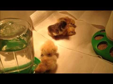 How to Set Up a Chicken Brooder