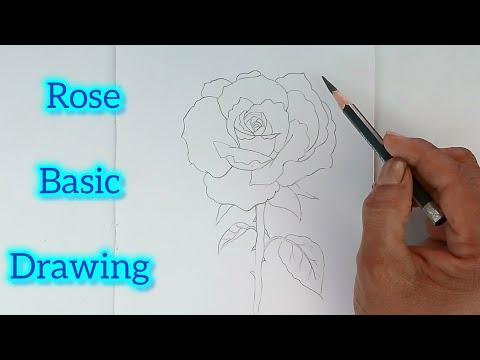 Rose drawing by pencil step -1 .