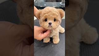 teacup dog breeds / teacup puppies🐕 #shorts #dog #toys #cute #puppy #cutepuppy #cutepup #puppyvideos