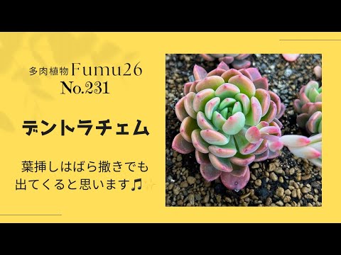 【多肉植物】デントラチェム✨紅葉の移り変わり楽しみませんか？