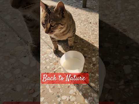 All you need is Love and a Cat #backtonature #cat #ytshorts