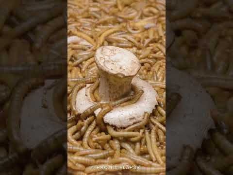 MEALWORMS  VS  MUSHROOM, Time Lapse #shorts