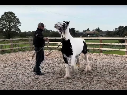 Will this pony ever do what its asked??!!