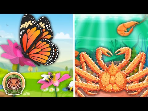 Butterflies, Bees, Snails, & More Learning Songs! | KLT Wild