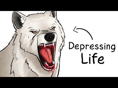 Why it Sucks To Be Born As an Arctic Wolf