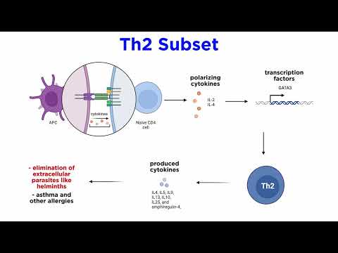 CD4+ T Cells