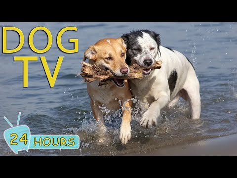 DOG TV for Dogs to Watch: Video Entertain for Dog Relax When Home Alone - Music Anti-Anxiety for Dog