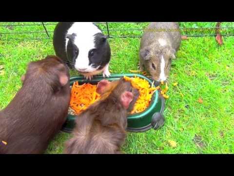 My Guinea Pigs Eating Shredded Carrots