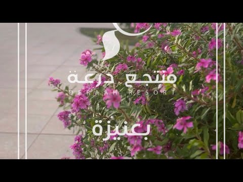 من أعمالنا إعلان منتجع درعة بعنيزة 🍃