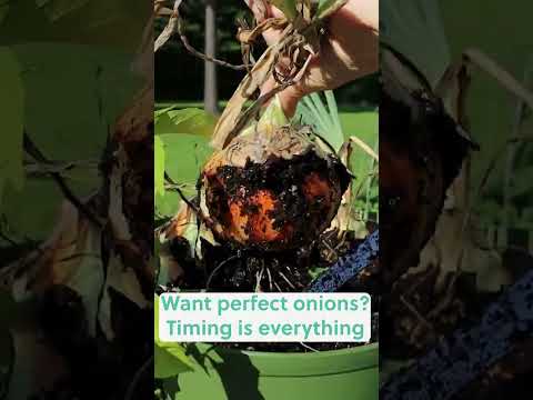 Timing Perfect Onions