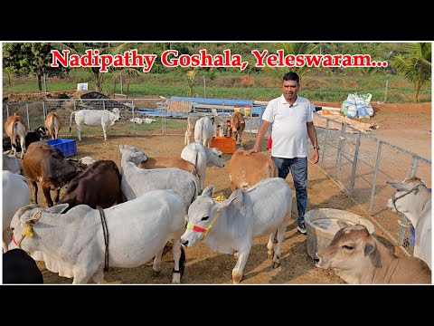 Nadipathy cattle | 1 -2 Feet Height | #youtube #animals #cow #youtubeshorts #yt #indiancattle