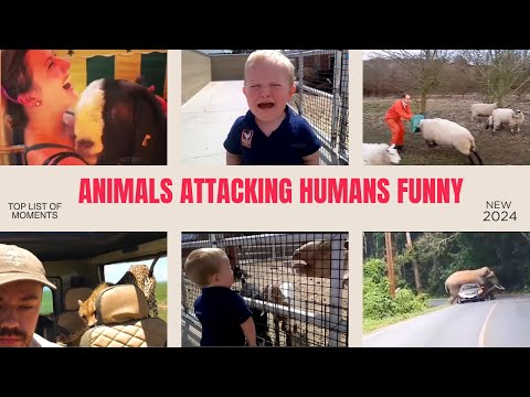 Animals Attacking Humans: Funny and Unexpected