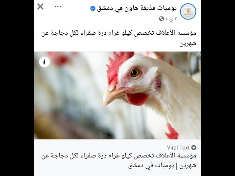 الدجاج في سوريا بخطر