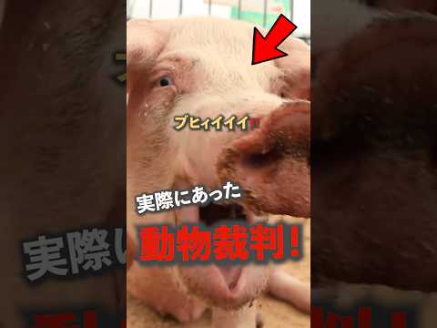 人間と同じように裁かれた動物たち！？