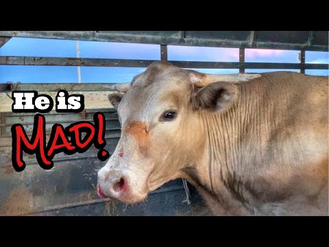 We FINALLY named the filly!! | UNHINGED steer