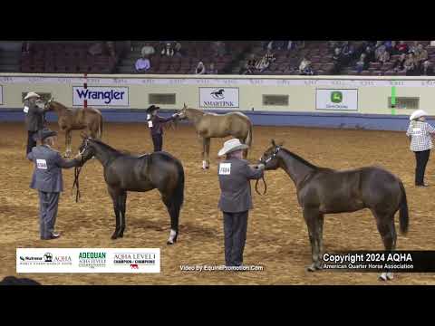 Select Weanling Colts - 2024 AQHA World Championship Show