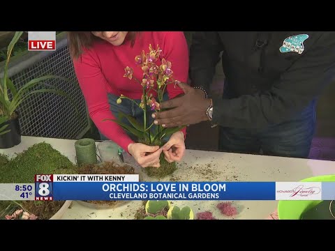 Kenny's getting creative with orchids at Cleveland Botanical Garden