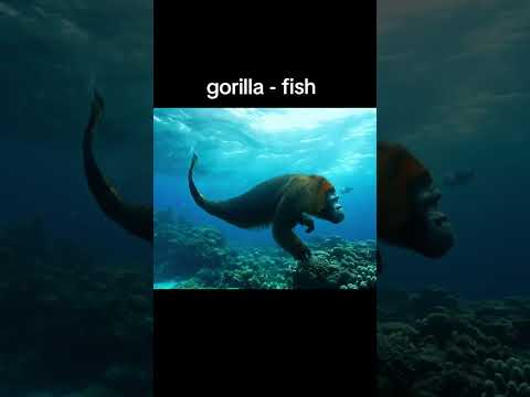 Gorilla - Fish