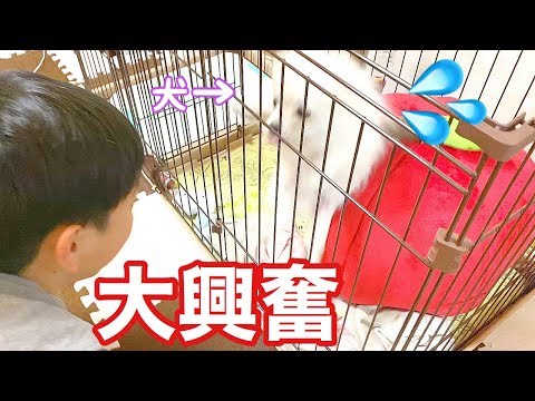 【お留守番】飼い主と４日ぶりに会えた時、子犬の反応は！？ ぽこあぽこ